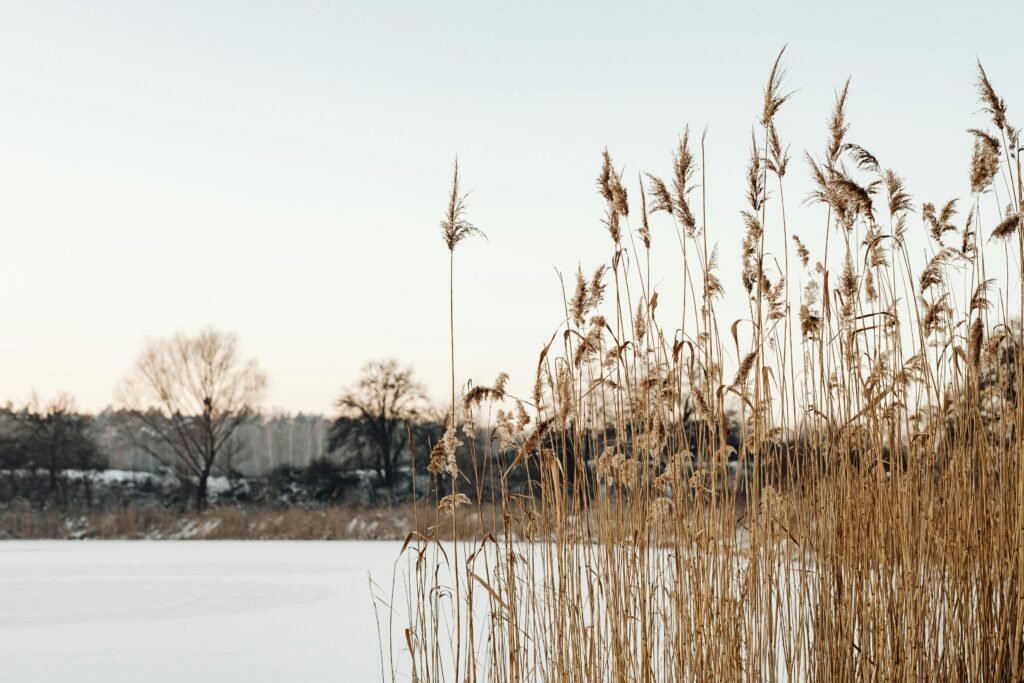 Serene winter landscape featuring pampas grass and a frozen lake under a clear sky.