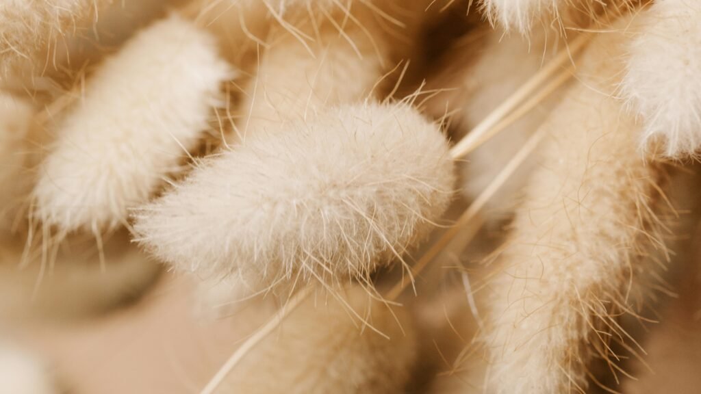 Macro photography of soft, beige, fuzzy grass flowers with a delicate texture.